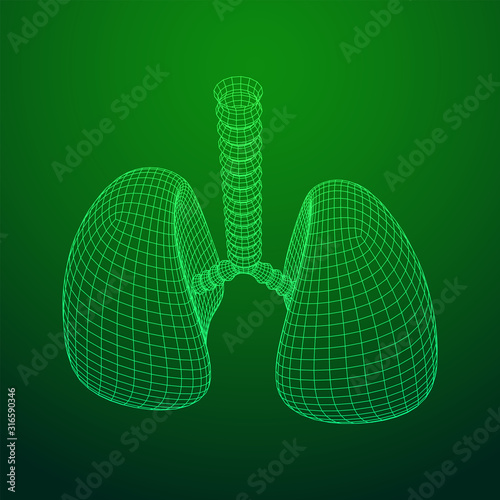 Lungs with trachea bronchi internal organ human. Pulmonology medicine science technology concept. Wireframe low poly mesh vector illustration