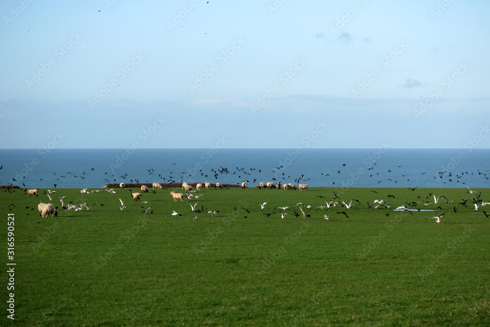 SHEEP GRAZING BY THE SEA