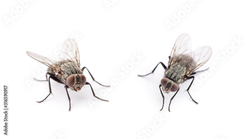 Leinwand Poster fly isolated on a white background