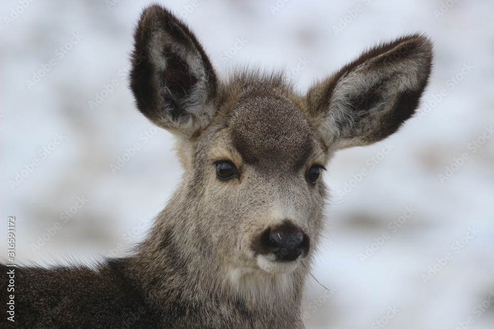 Mule deer, winter, Wyoming