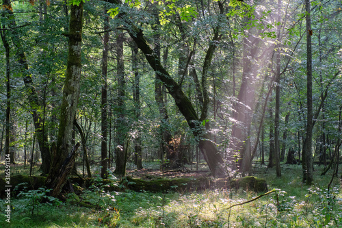 Natural deciduous stand in summer mist