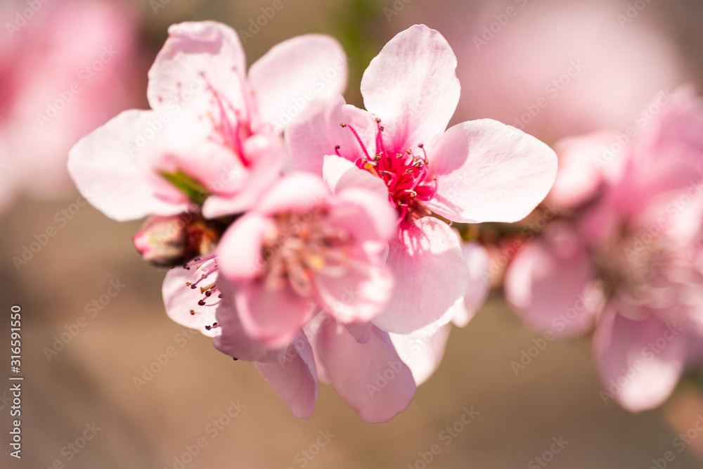 Cherry pink flower in spring Cherry pink flower in spring