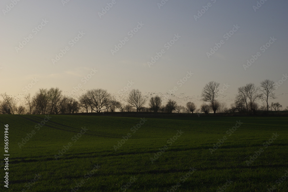 Wildgänse und Felder an der Ostseeküste