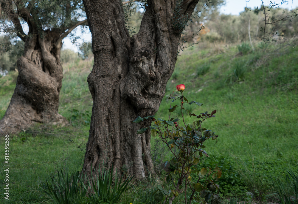 Fototapeta premium olivetree