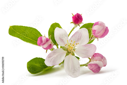 Fototapeta Naklejka Na Ścianę i Meble -  Apple Flowers