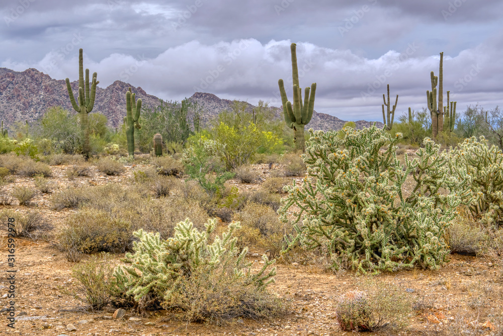 White Tank Mountain Scenes Near Phoenix Arizona