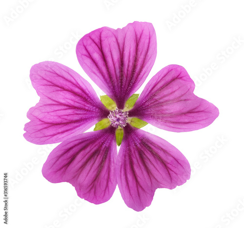 Mallow (Malva Sylvestris)