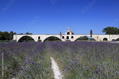 Saint Benezet Bridgeand lavender field  Avignon Provence France photo