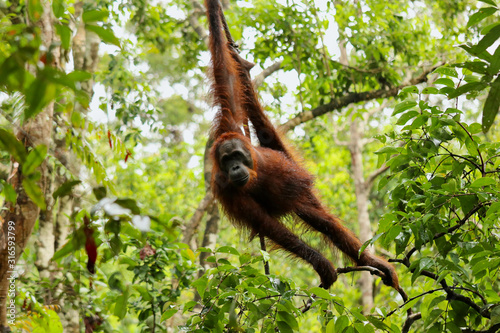 Wild Orang Utan in the jungle of Bormeo © Stefan