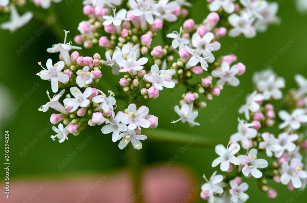 Small flowers Small flowers