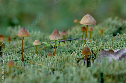 Small mushrooms