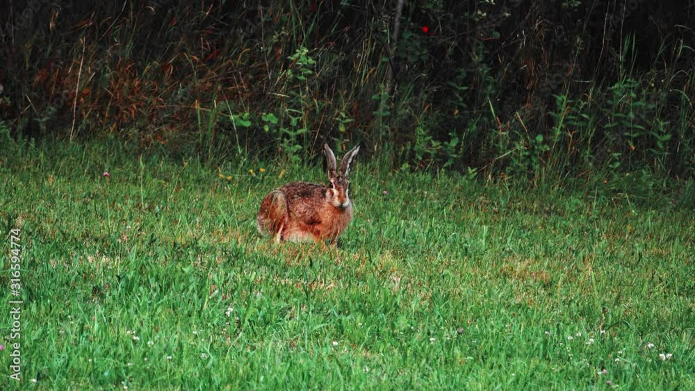 Zając szarak (Lepus europaeus) w letniej szacie na łące późnym popołudniem Zając szarak (Lepus europaeus) w letniej szacie na łące późnym popołudniem