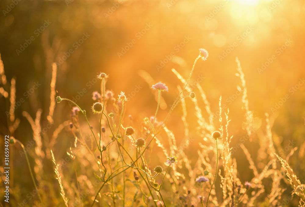 Fototapeta premium Field of grass during sunset