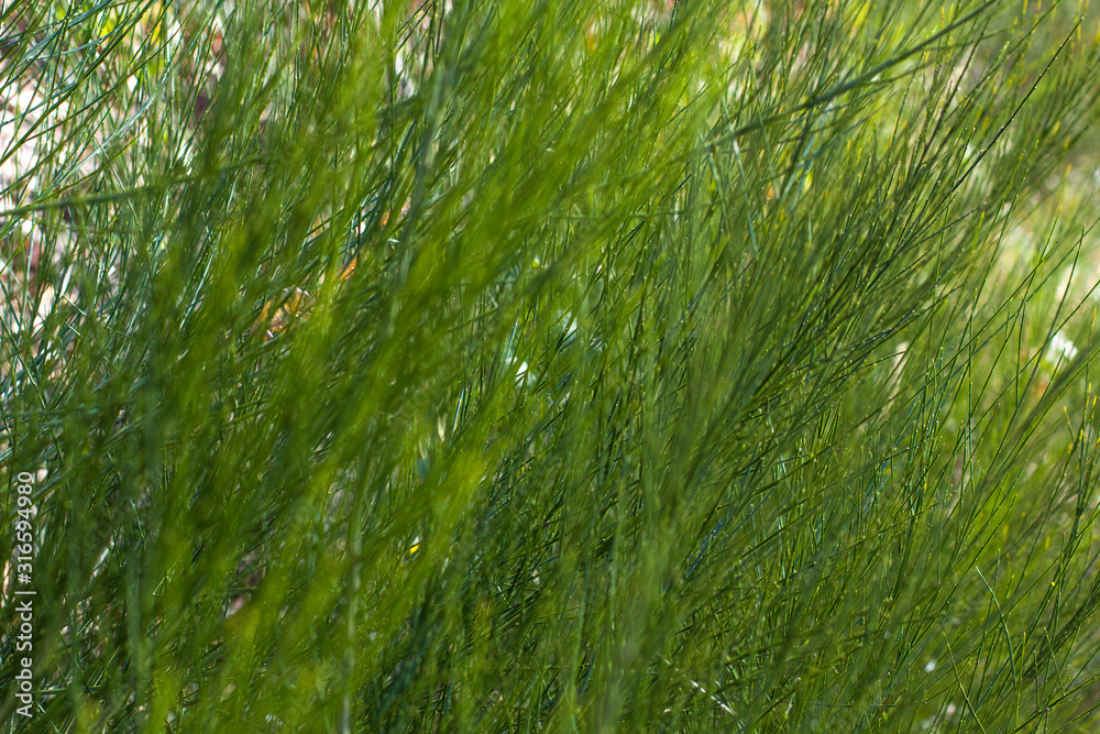 Closeup nature view of green grass on blurred background in garden Closeup nature view of green grass on blurred background in garden