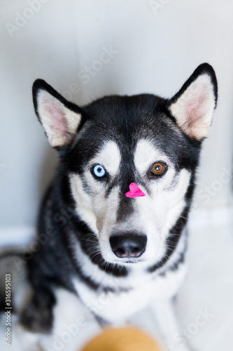 cute husky dog with different eye color plays with heart shaped candy