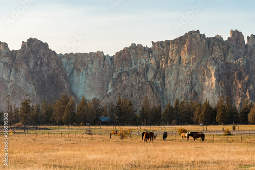 Sunset view of horses on a meadow with the rock walls of Smith Rock State Park in the background