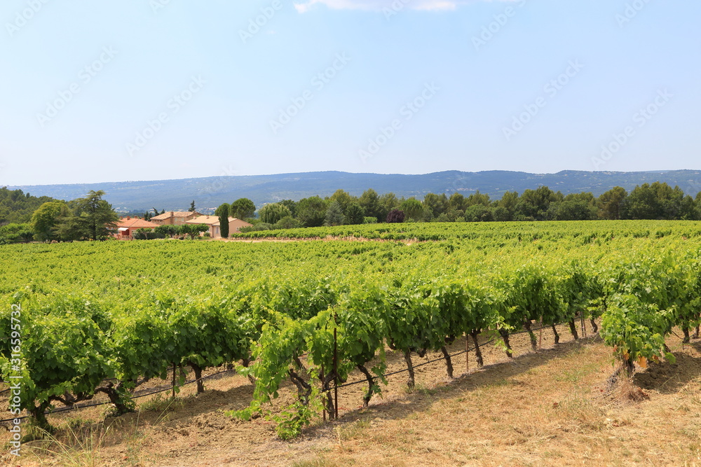 View of Vineyard Provence France