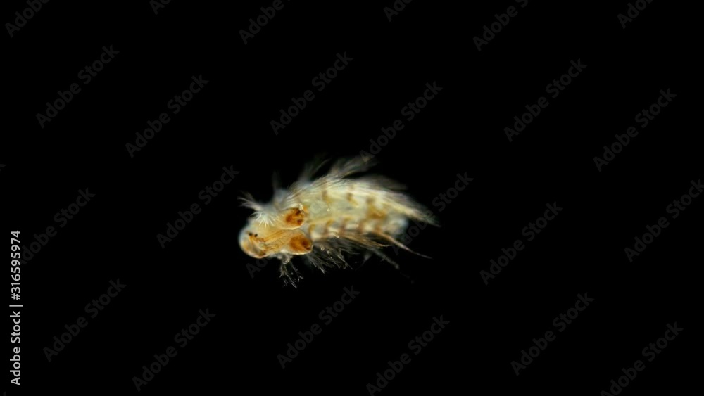the larva of the Polychaeta worm under the microscope, at the nektohet stage, of the Spionidae family, type Annelida, has many cilia, rare frames, very unusual look the larva of the Polychaeta worm under the microscope, at the nektohet stage, of the Spionidae family, type Annelida, has many cilia, rare frames, very unusual look