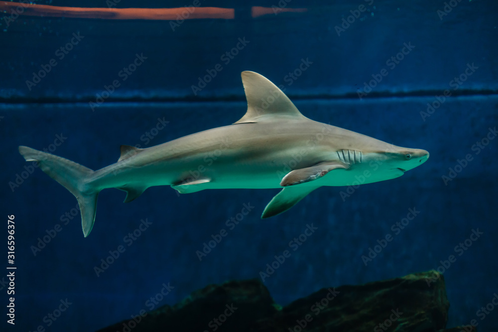 Fototapeta premium Shark swimming over reef with fish