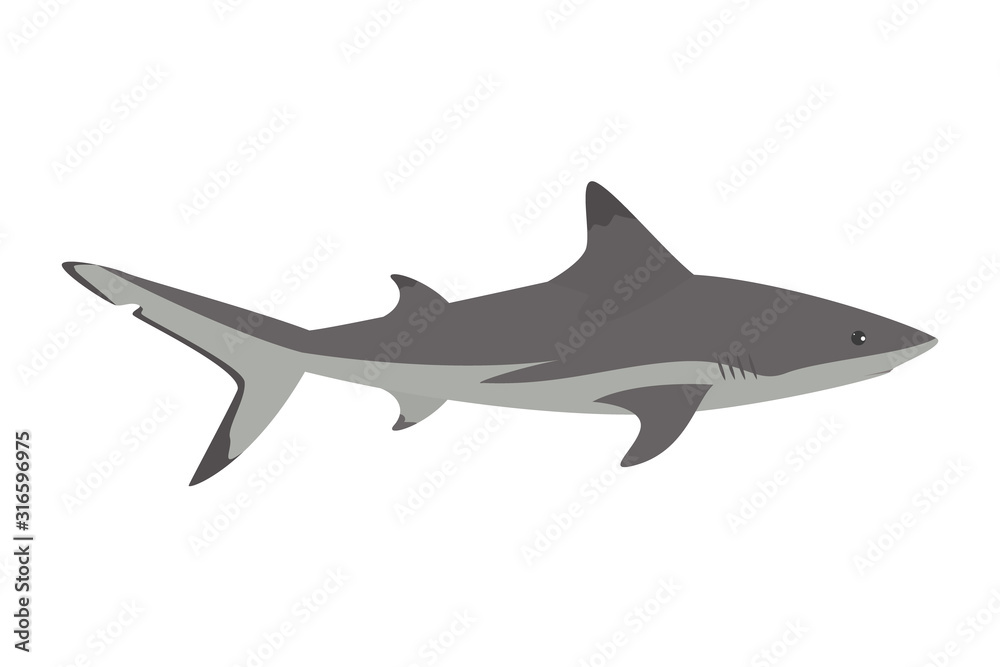grey shark vector isolated. Underwater wildlife, dangerous
