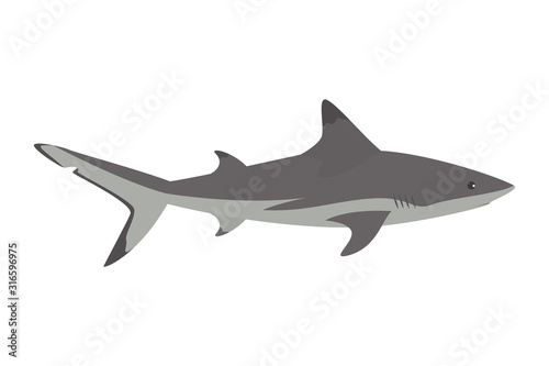 grey shark vector isolated. Underwater wildlife  dangerous