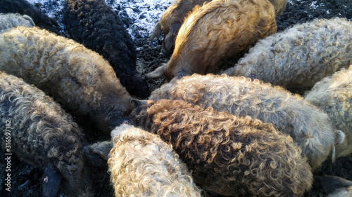 Tale of several pigs with curly hair similar to sheep. Mangalica Hungarian breed of domestic pig photo