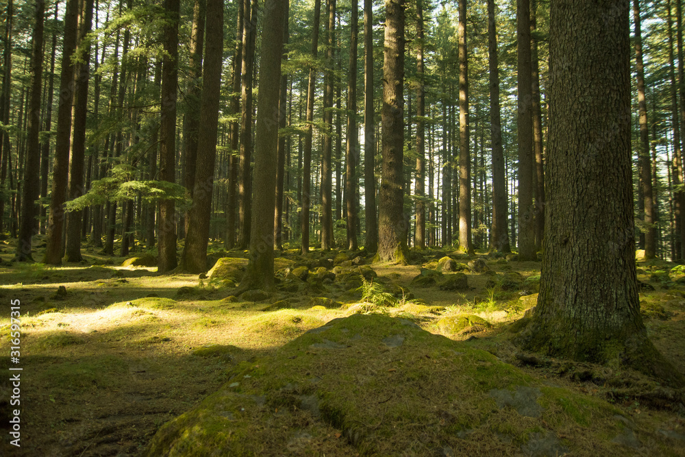 Deodar trees in Manali woods, india