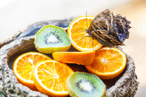 Fototapeta Naklejka Na Ścianę i Meble -  Owl butterfly are feeding on fruits oranges and kiwis on a plate. Isolated over white