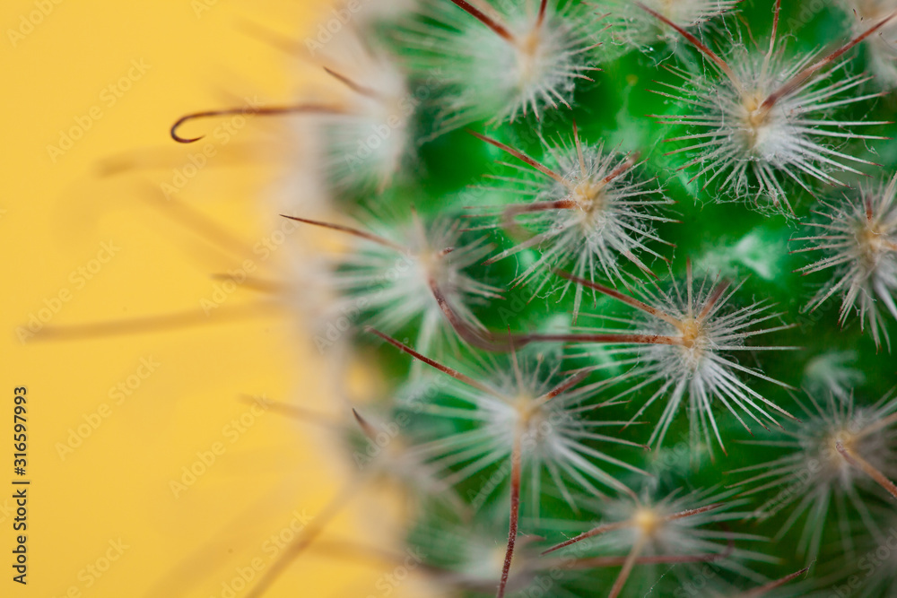 Macro photo of two cactus and spines on yellow background. Macro photo of two cactus and spines on yellow background.