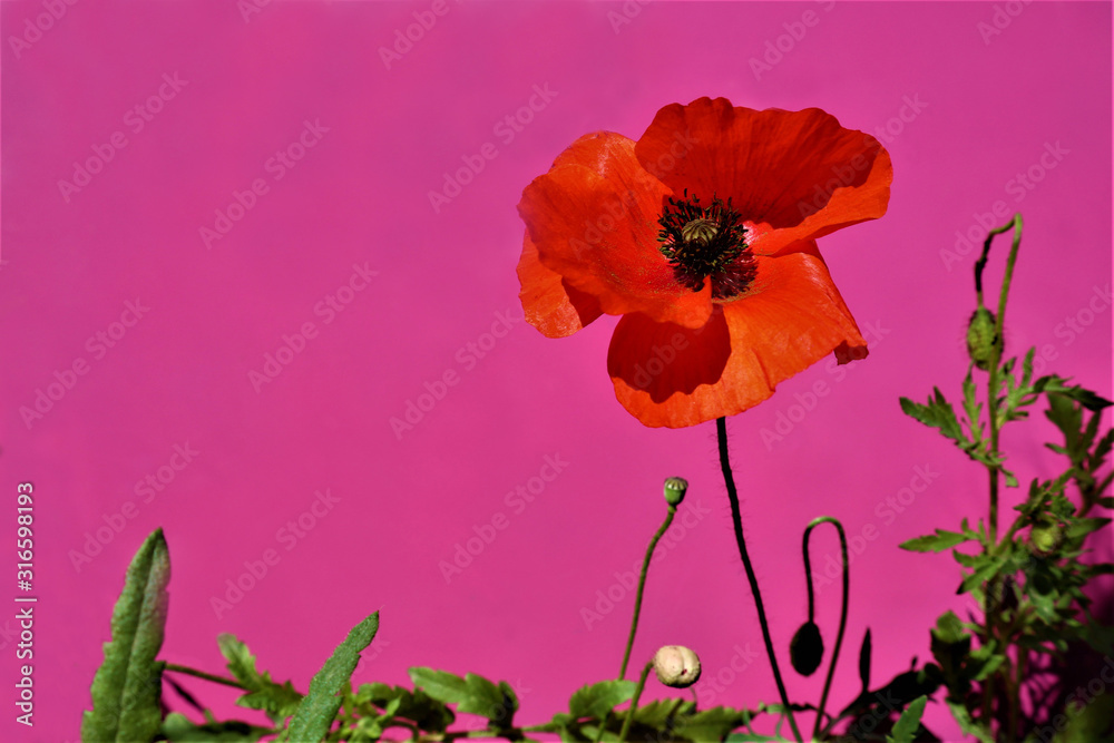 Obraz premium red poppies on a crimson background