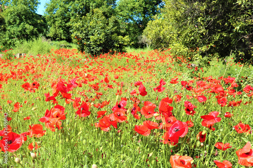 red poppies flowers on green field background photo