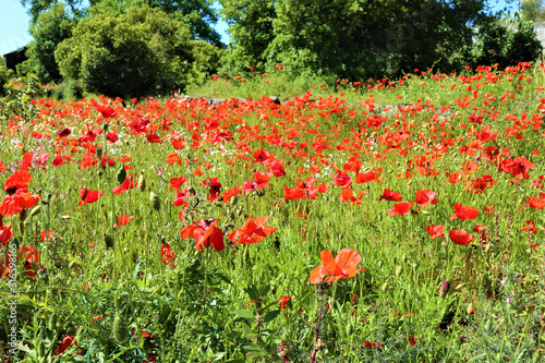 red poppies flowers on green field background