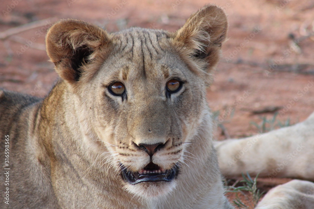 Portrait of a young lion in South Africa Portrait of a young lion in South Africa