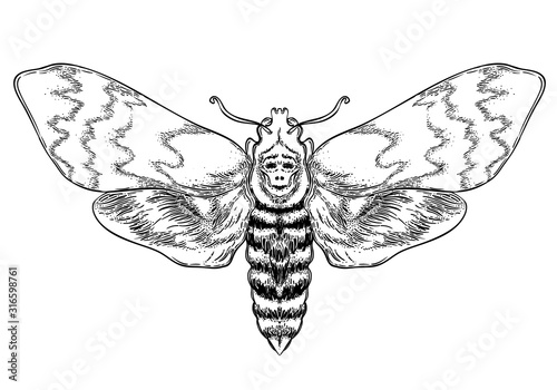 Black and white decorative vector illustration of moth isolated on white. Tattoo design. Coloring book for adults. Nature, spirituality, occultism, alchemy, magic concept.