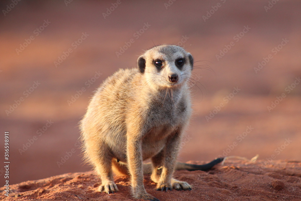 Fototapeta premium Meerkat close-up at sunrise