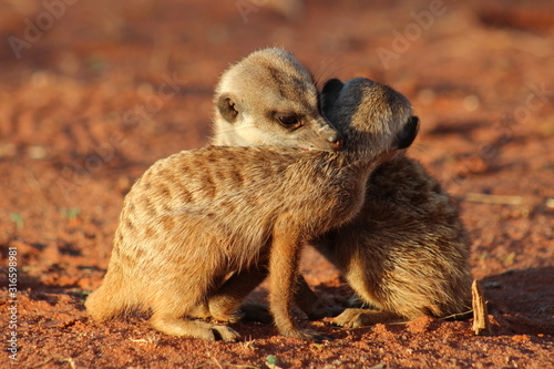 Two meerkats following their morning routine of cleaning each other