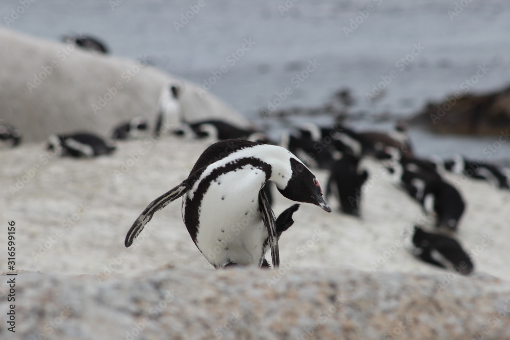 Obraz premium Penguin close up at Boulders beach