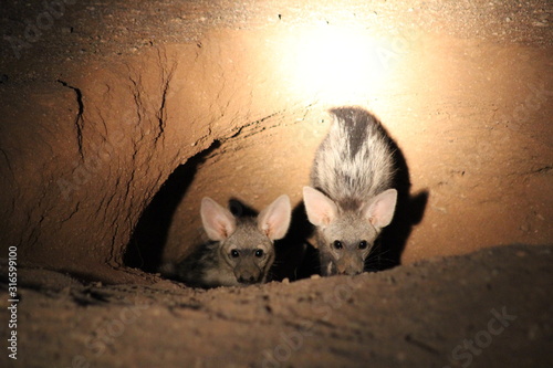 Ant wolf family at night