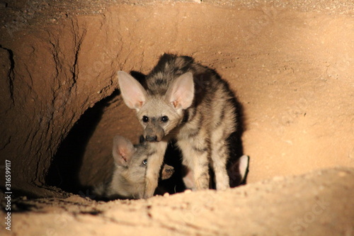 Ant wolf family at night
