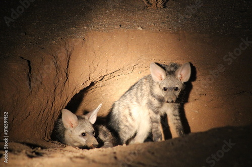 Ant wolf family at night