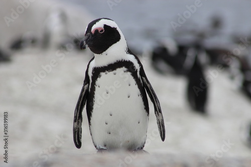 Penguin close up at Boulders beach