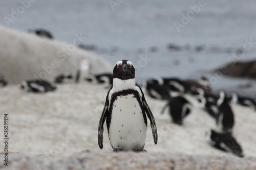 Penguin close up at Boulders beach