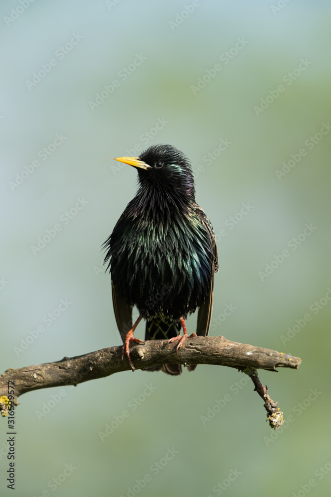 Fototapeta premium Common starling sitting on a branch