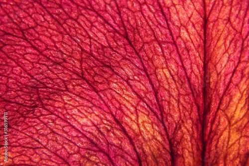 Fotografie Macro photo of a dried rose petal with its veined lattice texture