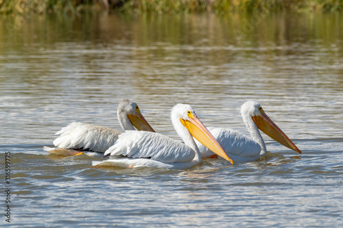 White Pelicans © Western Photographs