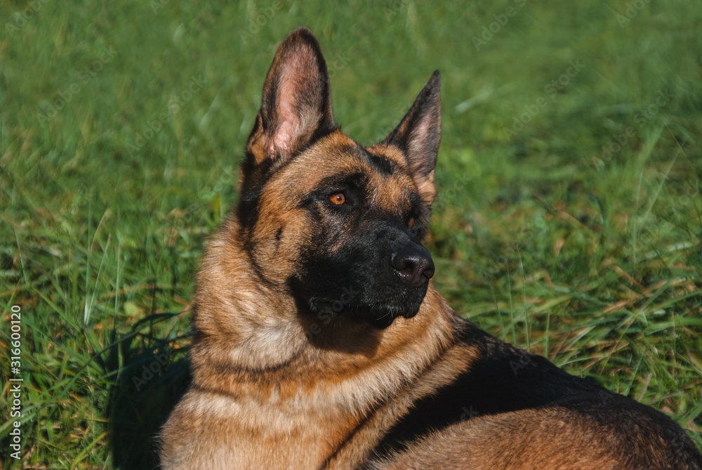 German shepherd lies in the grass German shepherd lies in the grass