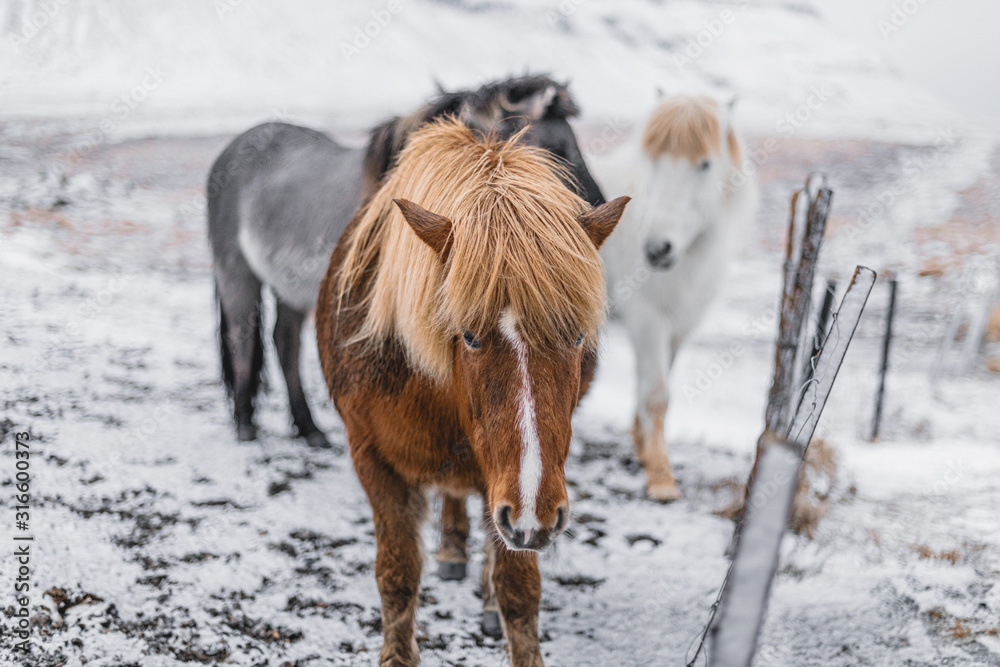 Brown Icelandic Horse looking in camera. Icelandic Horse on the field at winter. Brown Icelandic Horse looking in camera. Icelandic Horse on the field at winter.