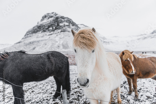 White Icelandic Horse looking in camera. Icelandic Horse on the field at winter.