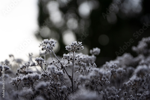 Winter frozen plants
