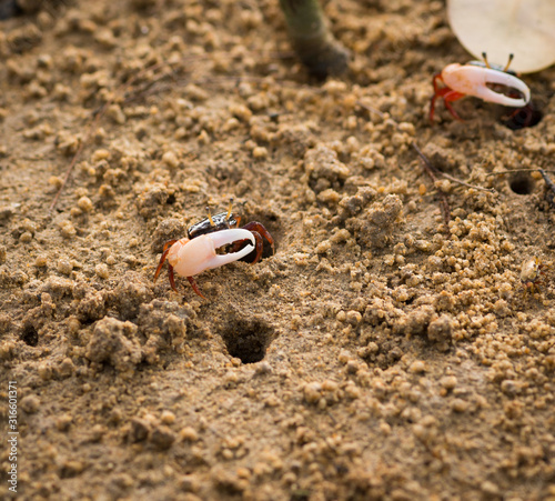 Uca vocans, Fiddler Crab walking in mangrove forest at Phuket beach, Thailand photo